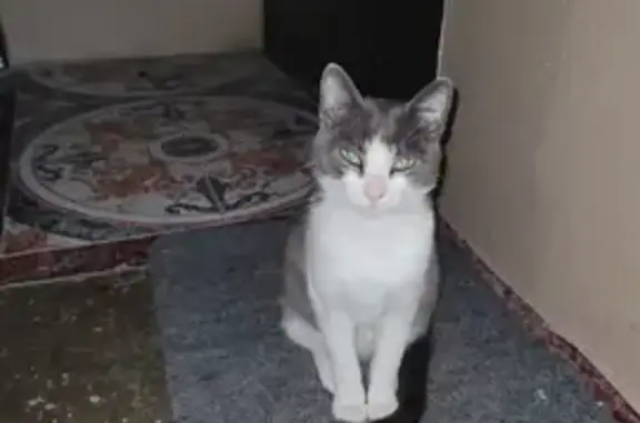 Найдена серо-белая кошка на ул. Чехова, 5А в Сочи
