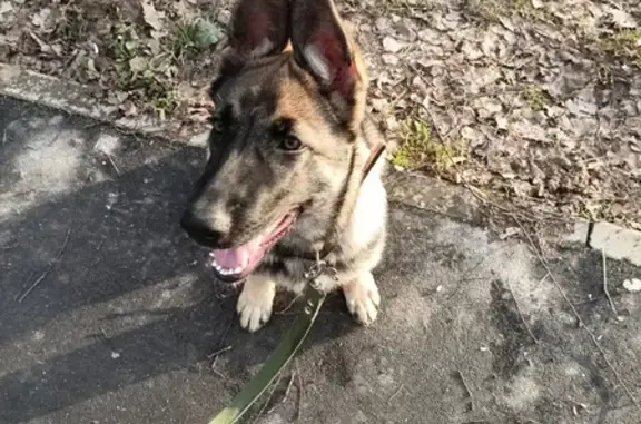 Пропала собака в районе Магнита на ул. Ковалёва, 15