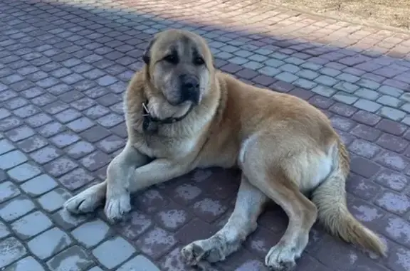 Найдена собака в Новом Девяткино: помогите найти ей дом! 🐶