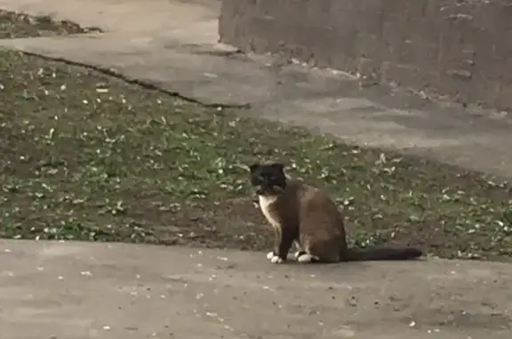 Потерянный кот на улице Лескова, 22 в Москве