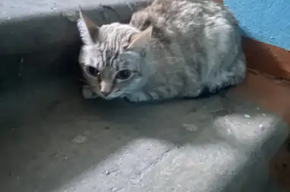 Потерянная кошка на улице Ленина, 52, Снежинск