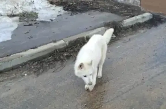 Пропала собака на Красноармейской, 30 в Боровске
