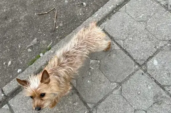 Найдена собака на ул. Старшины Дадаева, Калининград