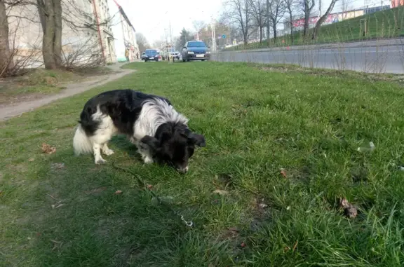 Собака найдена на пр-те Победы, 132 в Калининграде