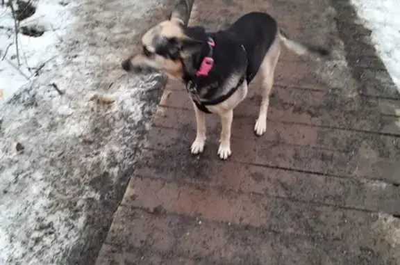 Пропала собака на Муравской, Рождествено