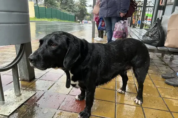 Собака потерялась на улице Бытха, 47А в Сочи