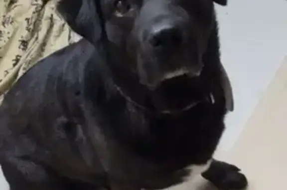 Пропала собака в Московской области