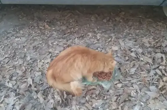 Потерянный рыжий котик на Самоковской, Кострома