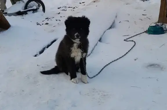 Пропала собака Бутузик на Пилотской 39 к2, Казань