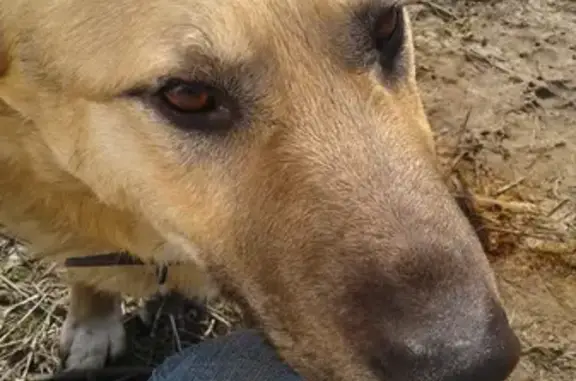 Пропала собака Цезарь на Степной улице, Брянск