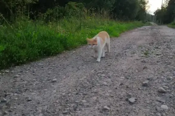 Пропала кошка на Профсоюзной, Москва