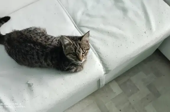 Найден кот в Мурашах, ул. Володарского, просьба связаться