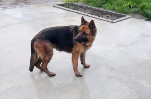 Собака найдена на улице Кирпичной, Майкоп