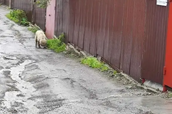 Собака на Купеческой улице, Ростов-на-Дону.