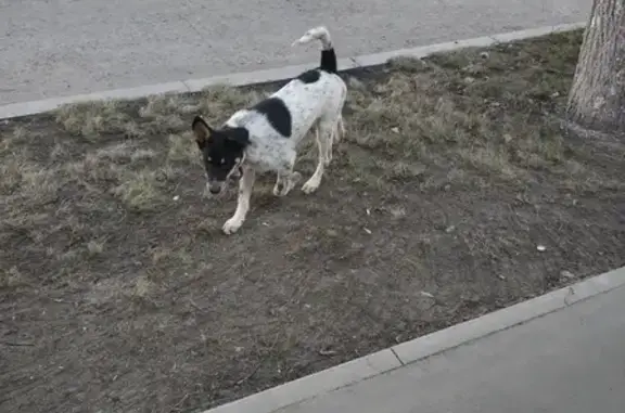 Найдена собака возле стоматологии на Космонавтов, 42, Казань