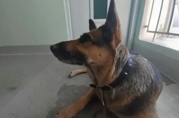 Собака найдена в Зеленограде на Никольском проезде, к524.
