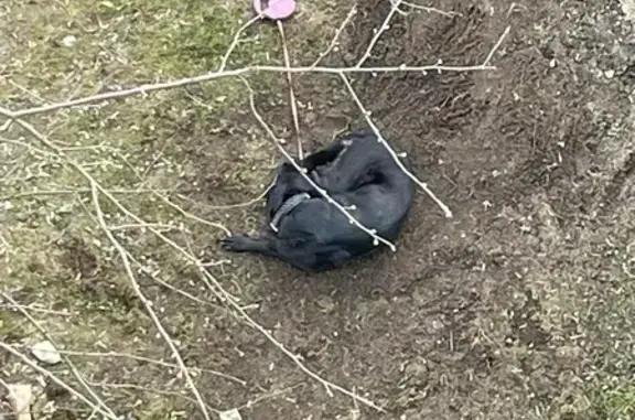 Найдена собака Сучка, черная, Березовая аллея 7, Москва