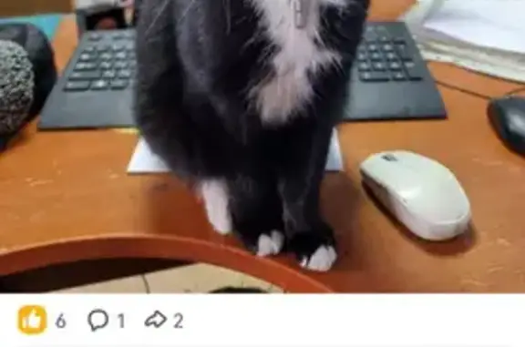 Кошки потеряшки, Иркутская область, фото: Потеряшка кошка Василий в Железногорске-Илимском, Иркутская область