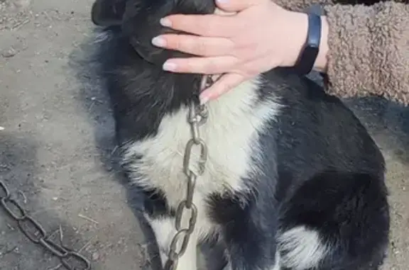 Пропала собака на улице Сотниченко, Минусинск