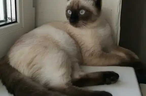 Пропала сиамская кошка на Гоголя, 23, Саров