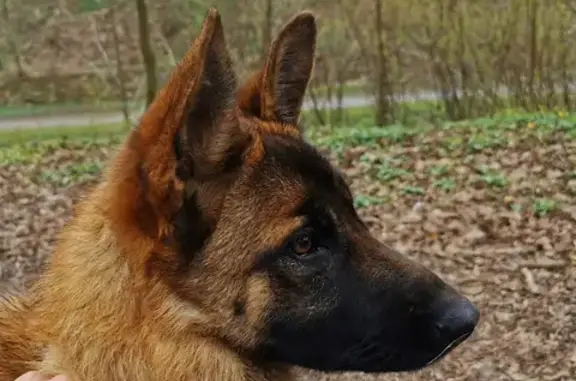 Найденные животные Калининград, фото: Найдена молодая ласковая собака на ул. Гагарина, Калининград