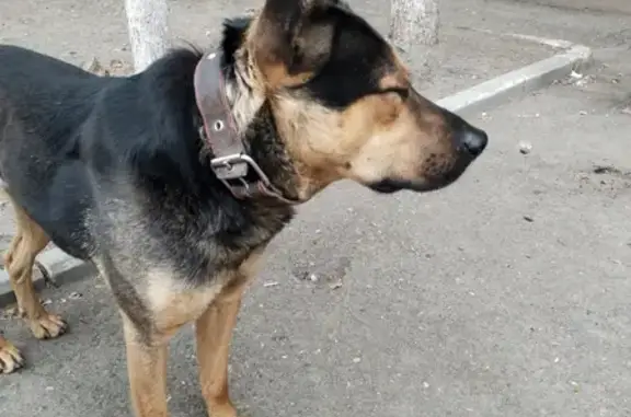 Найдена собака на ул. Чкалова 6