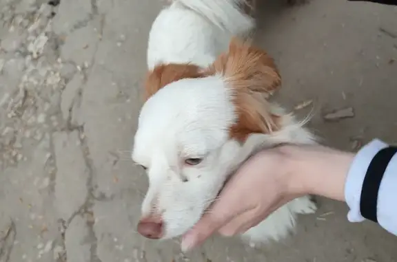 Найдена собака на улице Калинина, 106А в Пензе