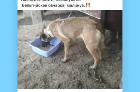 Пропала собака на улице Мира