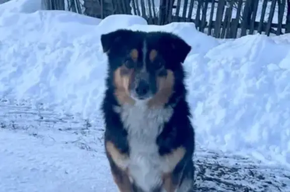 Пропала собака Шарон в Деревне Верховье, Калужская область