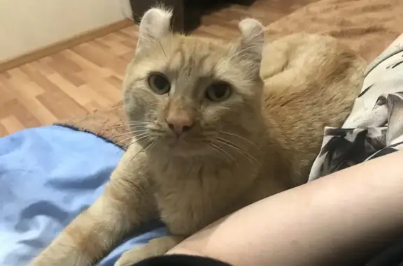 Кошки потеряшки, Иркутск, фото: Потеряшка кот на улице Лыткина, 82/4 в Иркутске