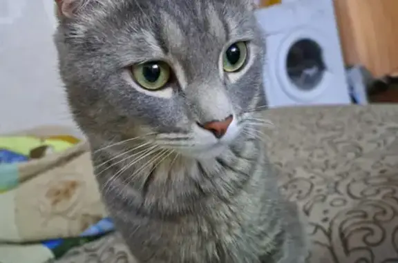 Пропала кошка на набережной Леонова, 73, Балаково