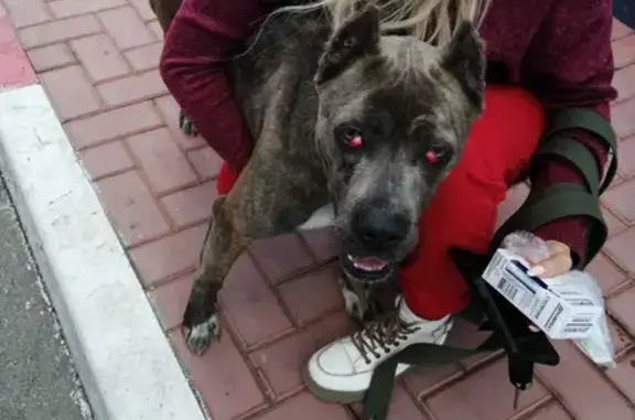 Собака найдена на трассе Кавказ, нужна помощь! 🐕