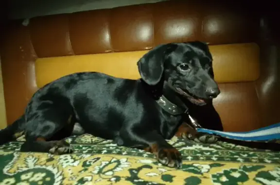 Найдена собака Такса на Садовой, 233, Самара