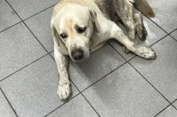 Найдена собака, Ростов-на-Дону, фото: Собака на Зорге нуждается в передержке