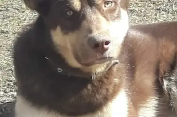 Пропала собака Мальчик на Набережно-Морквашском сельском поселении