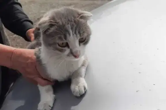 Найдена домашняя серая вислоухая кошка в приюте Обитель Надежды, Шушенское