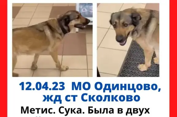 Собака найдена на Минском шоссе