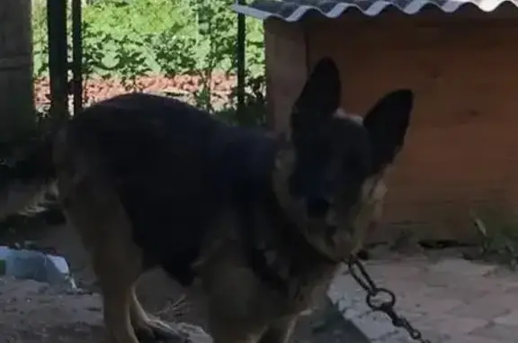 Пропала собака Рада на Социалистической 25, Кинешма