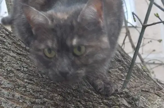 Найдена кошка на улице Карбышева, 15 в Красногорске