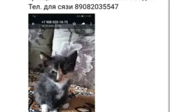 Пропала кошка на улице Якира, 21