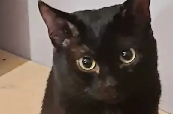 Потерянные животные Курган, фото: Пропала кошка Мальчик на ул. Куйбышева, 169, Курган