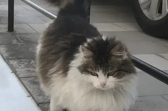 Потерянная домашняя кошка на Войкова, 32
