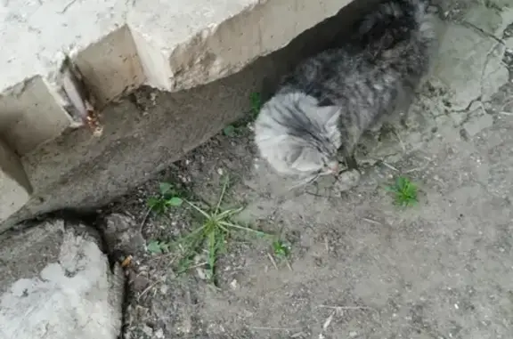 Найдена кошка на Южном шоссе 29 в Тольятти