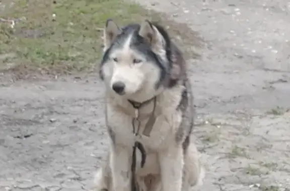 Собака Хаски найдена на ул. Лядова 52 в Пензе.