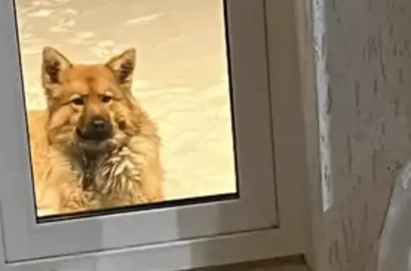 Пропала собака Овчарка на улице Дружбы, 27