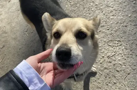Найдена собака с ошейником на улице Гагарина, 45 в Чебоксарах