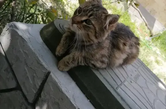 Кошки потеряшки, Глебовское, фото: Потеряшка кот Лунтик, адрес: Садовая ул. 81, Глебовское