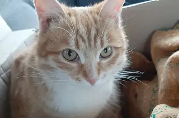 Найден рыжий кот на Фряновском шоссе