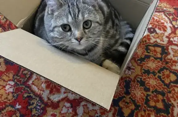 Кошки потеряшки, Бутурлино, фото: Потеряшка кошка Феликс на ул. 1 Мая, 10 в Бутурлино.