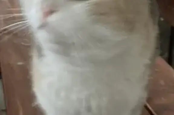 Найдена кошка, Ростов-на-Дону, фото: Найдена домашняя кошка на улице Ерёменко, Ростов-на-Дону